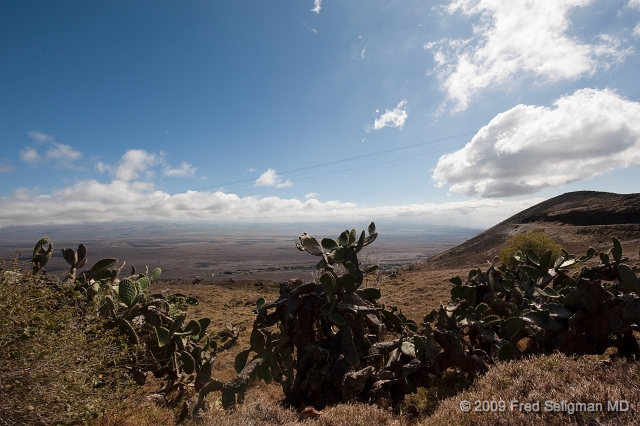 20091101_140008 D3.jpg - Cactus, along Kohala Mountain Road, Hawaii